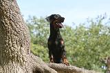 DOBERMANN 163